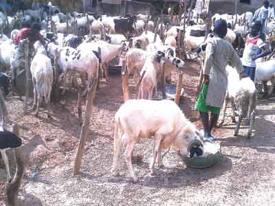 SALLAH