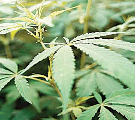 Marijuana... THC, the active ingredient in marijuana might prove to be a useful antirejection therapy, particularly in situations where transplanted organs may not be a perfect match.