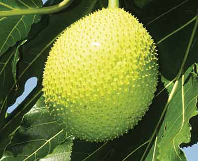 Artocarpus-altilis