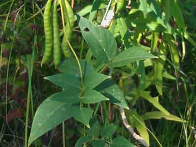 Groundnut-vine-pods-+-leaves.360