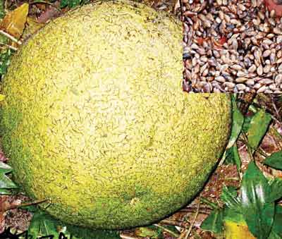 Treculia-africana