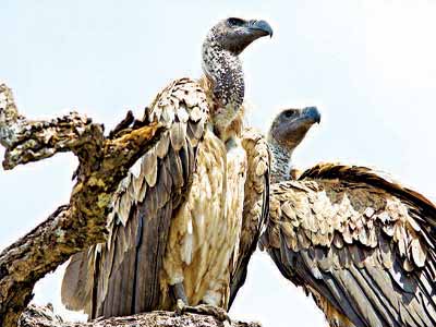 Vultures-12-10-2015-Copy