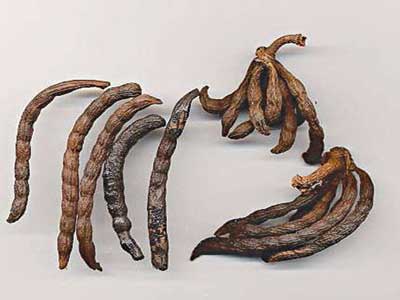 Xylopia