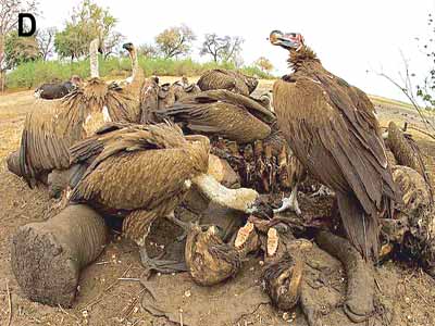 A–Vultures-09-11-2015