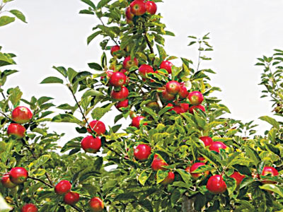 Bell-Apple