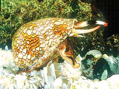 Cone-snail-Copy