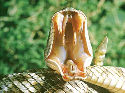 SNAKE