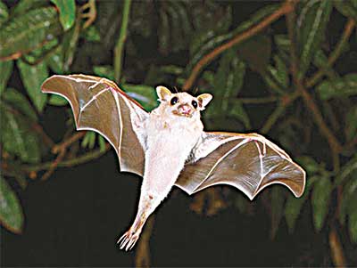 Bat