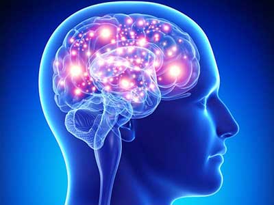 Brain