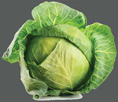 Cabbage