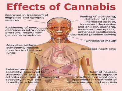 Cannabidol (CBD), a type of cannabinoid, has come into focus as a potential therapy for various conditions, including epilepsy. PHOTO: google.com/search Cannabidol (CBD), a type of cannabinoid, has come into focus as a potential therapy for various conditions, including epilepsy. PHOTO: google.com/search