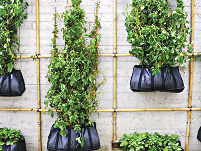 Green Fence as screen provides privacy and security