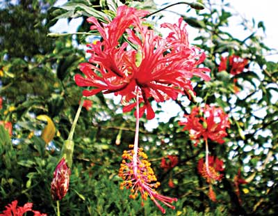 Fringed-hibiscus–(H.-schizopetalus),-‘Japanese-Lantern’-red-flowers.