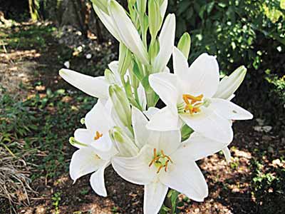 ‘Harmattan-lilies’-