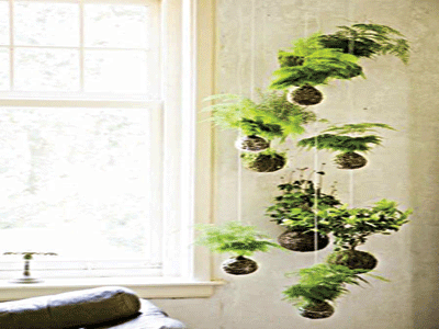 Interior green wall vertical garden