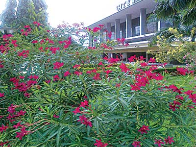 Red blooming cultivar "Algiers" (N. oleander "Algiers"), growing in a public building garden.