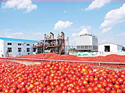 Tomato processing plant PHOTO: google.com 