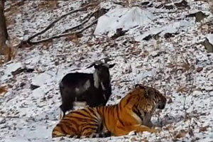 goat-and-tiger