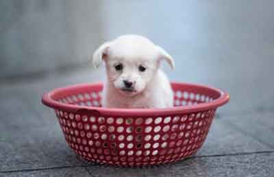 test-tube-puppies