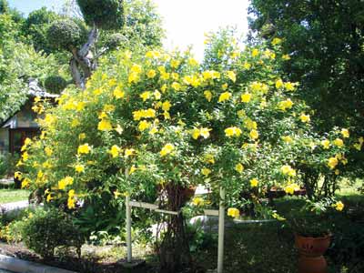 Allamanda  cathartica 