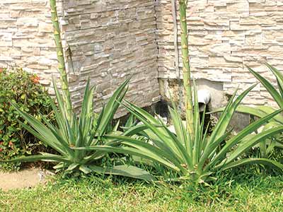 Aloes-occupy-corner-of-garden-