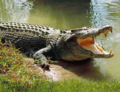 Australian-crocodile