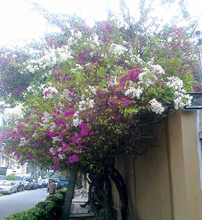 Beautiful-Bougainvillea
