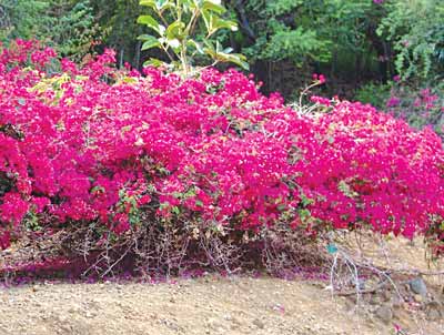 Bougainvillea-spectabils