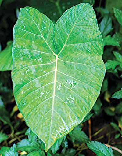 Broad--leafed-plants-lose-more-moisture-and-have-more-need-for-water.