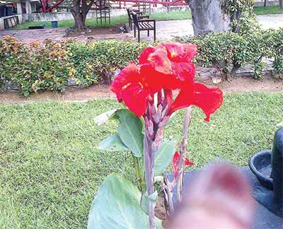 Canna-lilies-with-their-large-foliage-and-showy-blooms-are-good-choice-for-tropical-styled-garden-landscape
