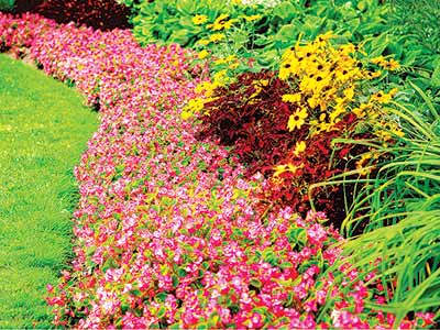 Colorful-flower-border-of-geraniums,-blackeye-suzanes-coleus-and-hostas