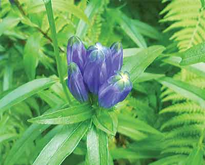 Look-for-narrow--leaved-plants-that-lose-less-moisture