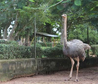 Ogba-Zoo