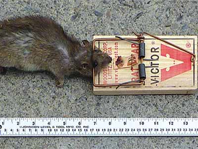 RatTrap