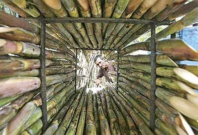 Sugar-cane