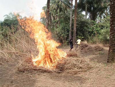 bush-burning