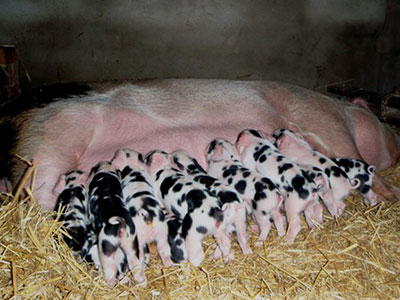 pig-breeders