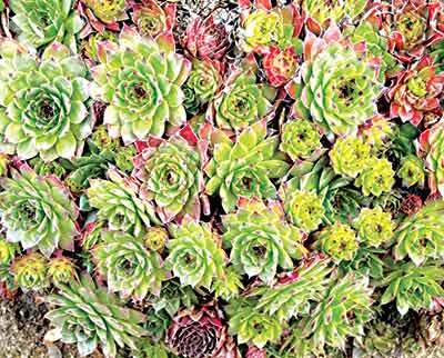 succulents-are-very-low-maintenance-plants