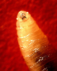 worm