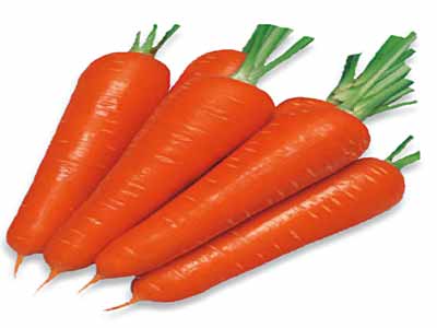 Carrot