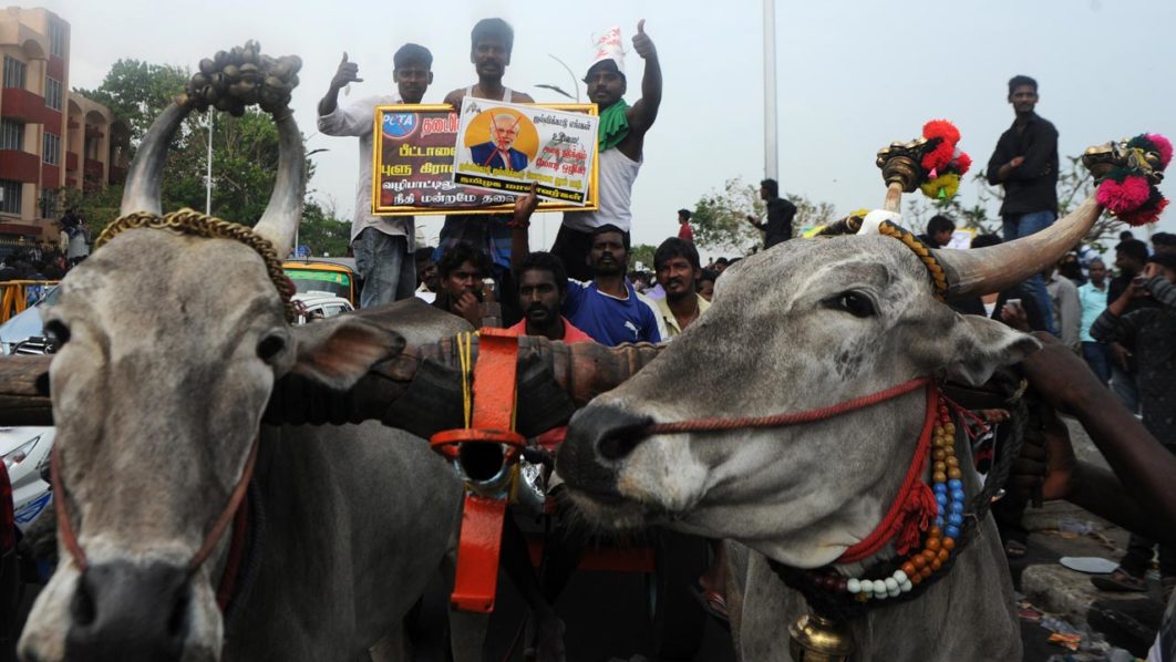 bull-wrestling