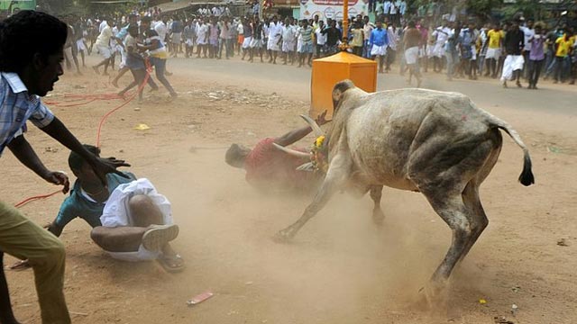 bull