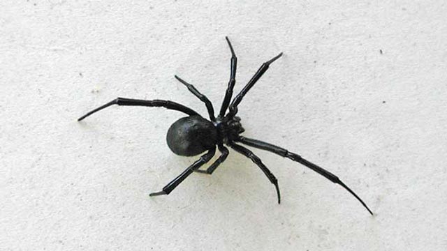 spider