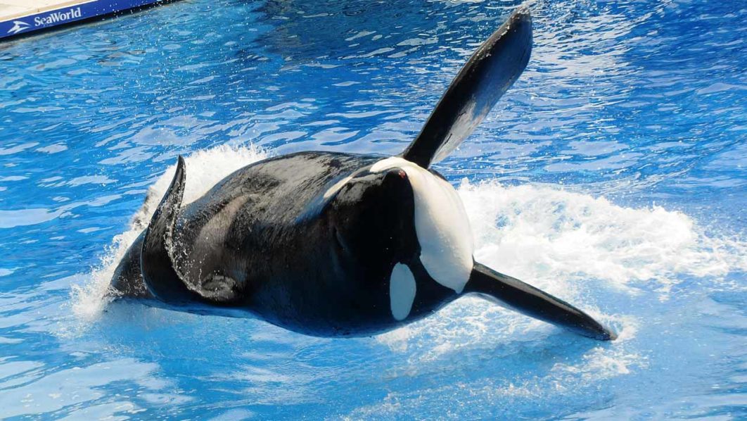 tilikum