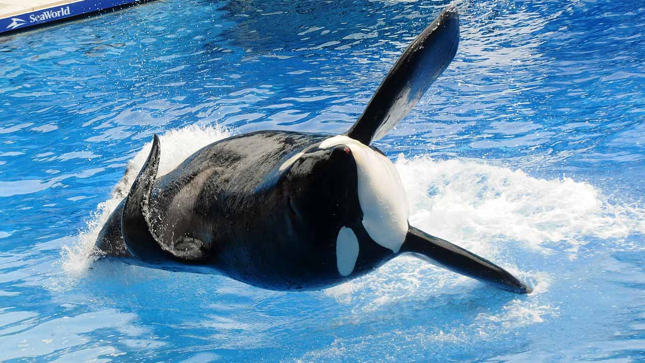 This file photo taken on March 29, 2011 shows Killer whale "Tilikum" during its performance in its show "Believe" at Sea World in Orlando, Florida. Tilikum,an orca whale made famous by the US documentary "Blackfish" died on January 6, 2017 at the age of 36, announced via a tweet at SeaWorld theme park located in Orlando, Florida. A cause of death had not been determined, though he was being treated for a persistent bacterial infection. GERARDO MORA / GETTY IMAGES NORTH AMERICA / AFP