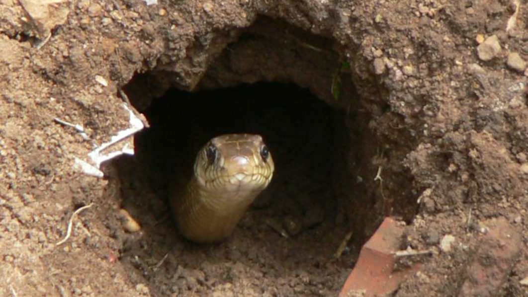 snake