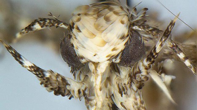 trump-moth
