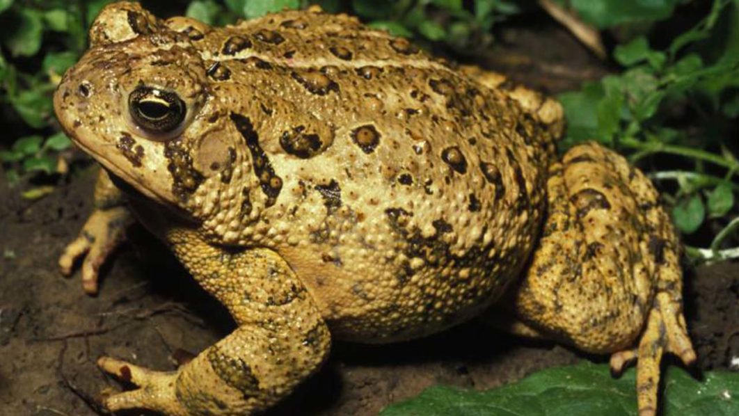 american_toad
