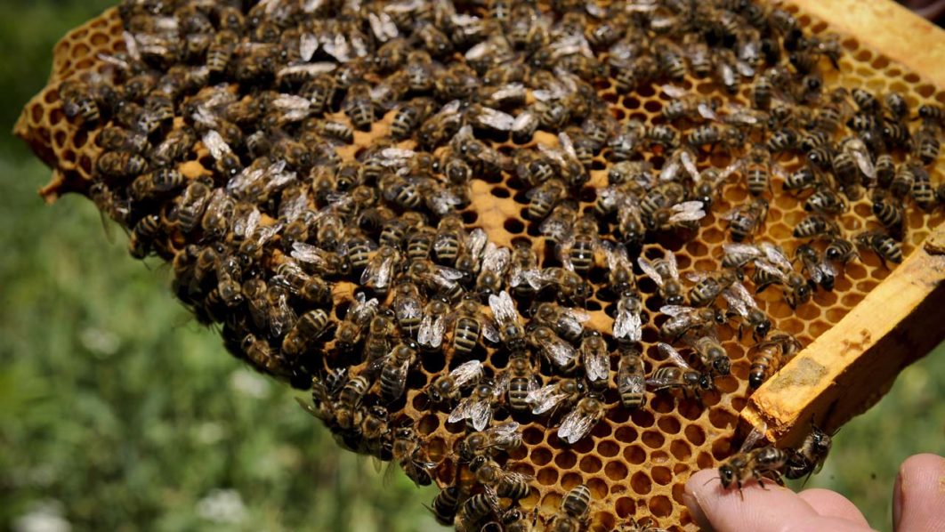 bees