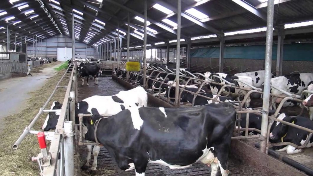 cow